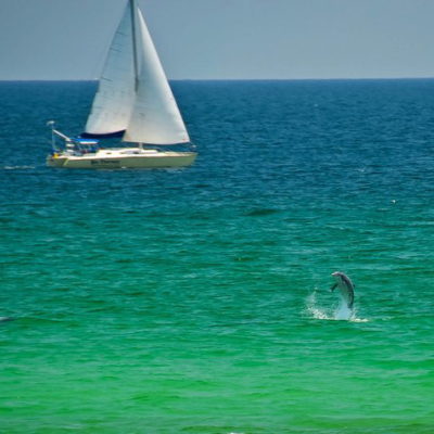Dolphins playing just off the beach